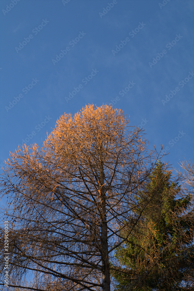 tree in winter,autumn, sky, nature,wood,sky,season,view, tree in winter,autumn, sky, nature,wood,sky,season,view,