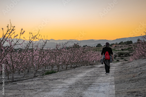 Man walking in the middle of blooming peaches. Murcia. Spain