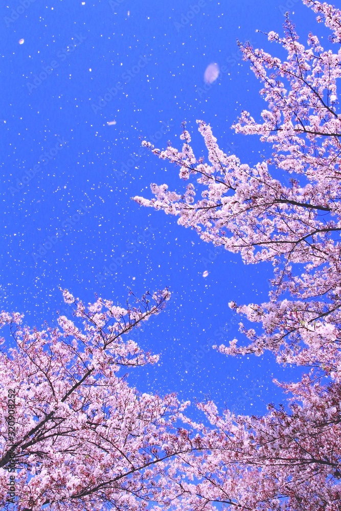 青空を背景に舞い散る桜の花びら 青空を背景に舞い散る桜の花びら