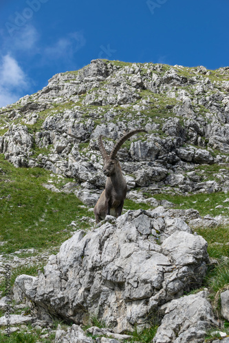 Steinbock, der auf einem Felsen unter den Bergen steht