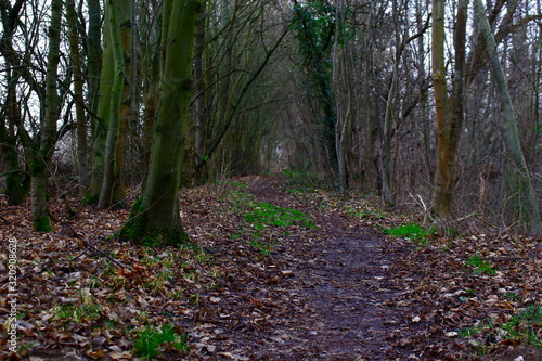 kleiner Pfad im Wald