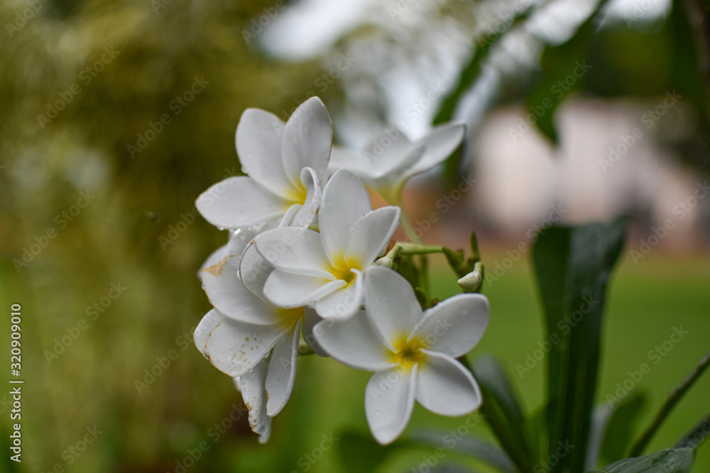 Flower Flower