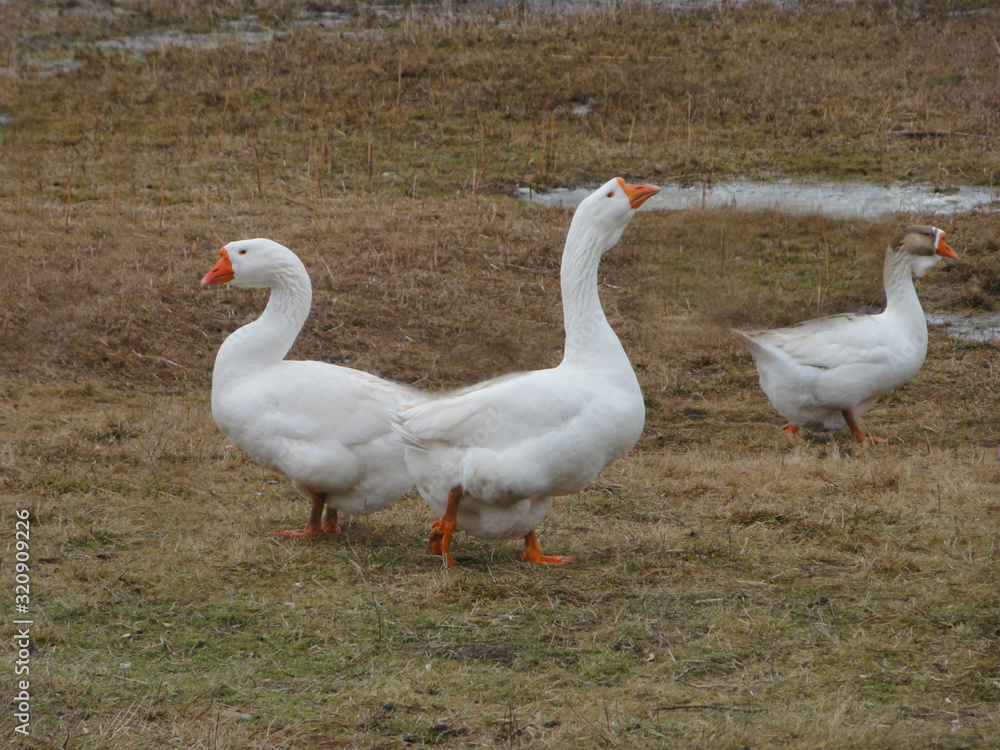 Geese, a very proud, intelligent beautiful bird. Geese, a very proud, intelligent beautiful bird.