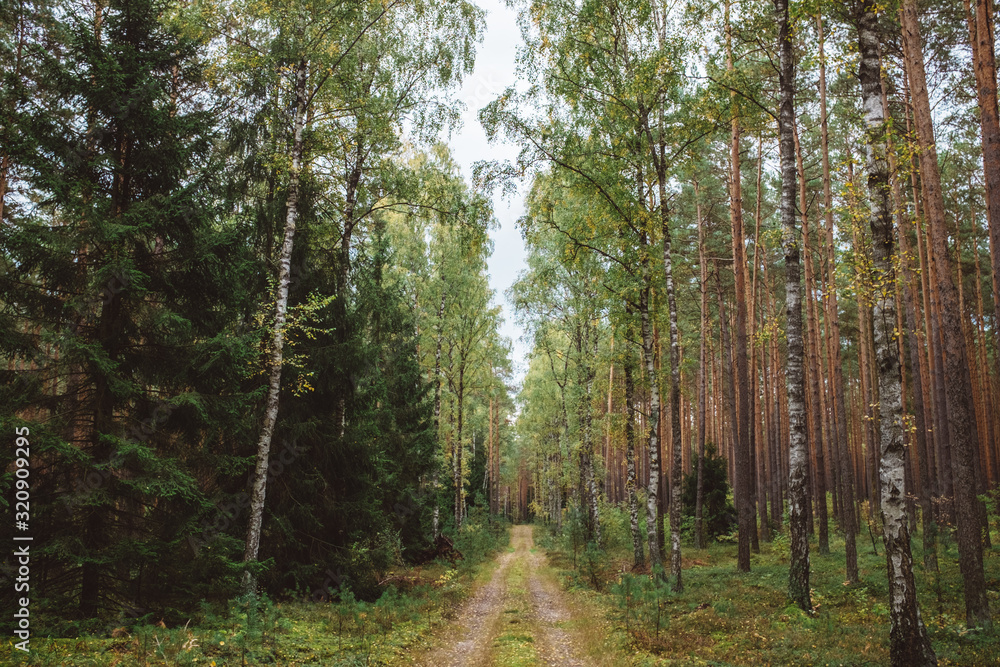 Fototapeta premium Trees in the forest