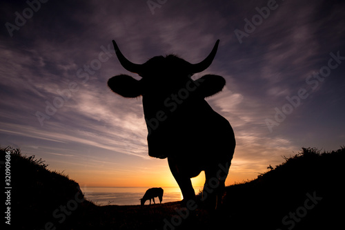 cow in the spotlight at dawn