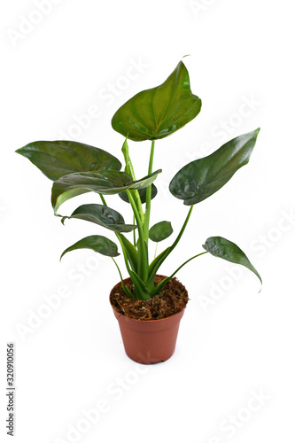 Full 'Alocasia Cucullata' or 'Elephant Ear' tropical houseplant in flower pot on white background