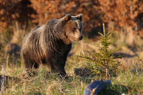 Brown bear   ursus arctos  walking in forest