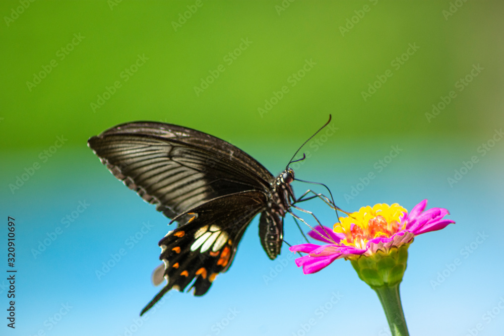 Butterfly flying Wild flowers of clover and butterfly in a meadow in nature in the rays of sunlight in summer in the spring close-up of a macro. A picturesque colorful artistic image with a soft focus Butterfly flying Wild flowers of clover and butterfly in a meadow in nature in the rays of sunlight in summer in the spring close-up of a macro. A picturesque colorful artistic image with a soft focus