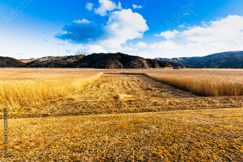 Fotomural 日本の北上川黄金色ヨシ原のヨシ刈り場