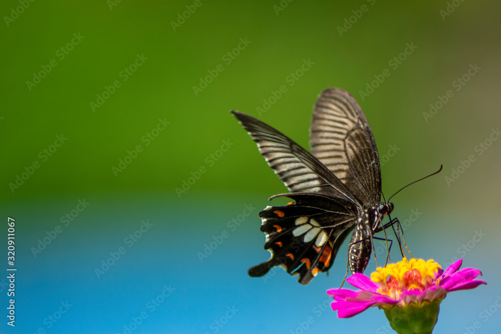 Obraz premium Butterfly flying Wild flowers of clover and butterfly in a meadow in nature in the rays of sunlight in summer in the spring close-up of a macro. A picturesque colorful artistic image with a soft focus