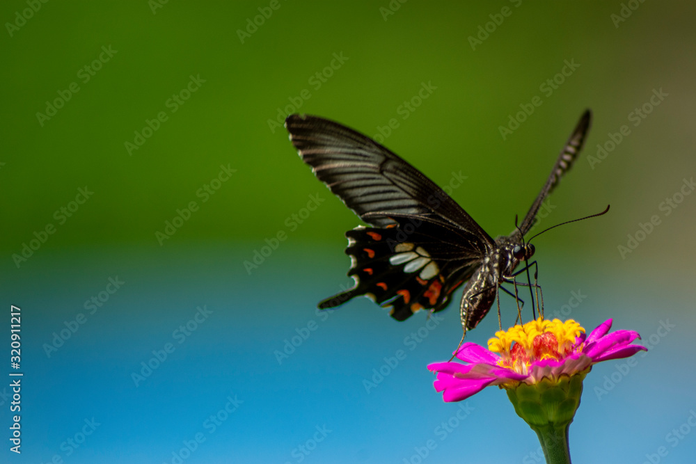 Obraz premium Butterfly flying Wild flowers of clover and butterfly in a meadow in nature in the rays of sunlight in summer in the spring close-up of a macro. A picturesque colorful artistic image with a soft focus