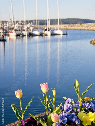 Tulips bloom on the shore of Sidney © pr2is