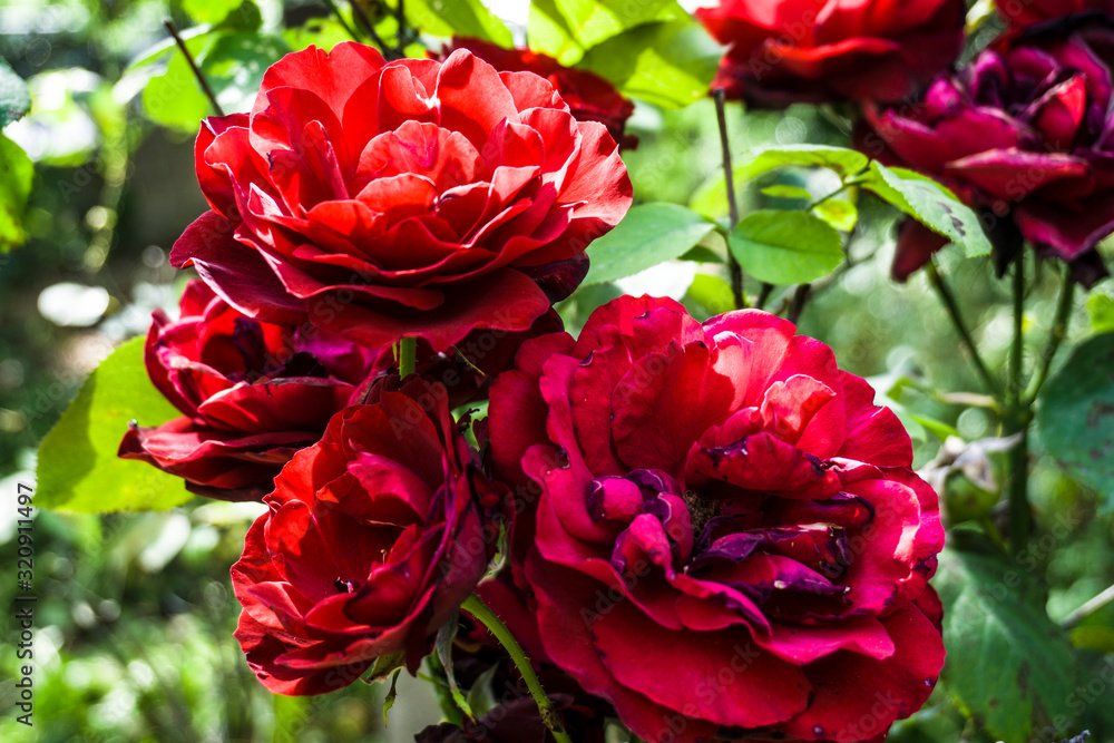 Red roses blooming in garden at warm sunny summer day with green trees and greenery forest landscape. Amazing view of bright vibrant beautiful flower leaf wallpaper concept, colorful background. Red roses blooming in garden at warm sunny summer day with green trees and greenery forest landscape. Amazing view of bright vibrant beautiful flower leaf wallpaper concept, colorful background.