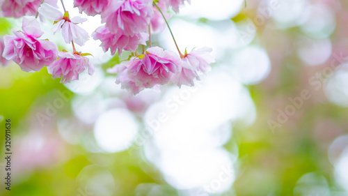 Pink cherry blossom  Sakura  flower. Soft focus cherry blossom or sakura flower on blurry background. Sakura and green leaves in the sun. Valentine s day. Copy space