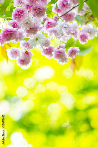 Pink cherry blossom (Sakura) flower. Soft focus cherry blossom or sakura flower on blurry background. Sakura and green leaves in the sun. Valentine's day. Copy space