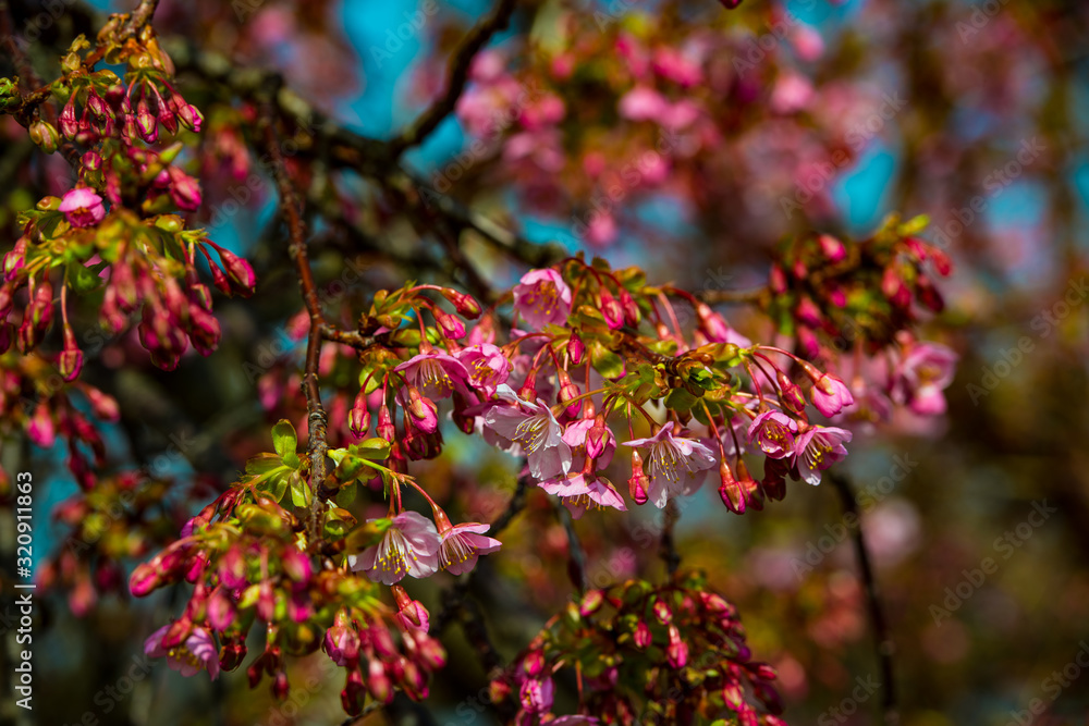 豊前の河津桜 豊前の河津桜