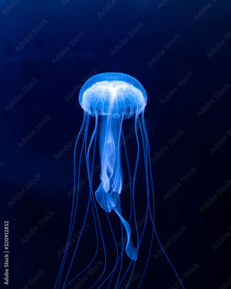 jellyfisch by swimming under the water