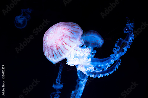 jellyfisch by swimming under the water