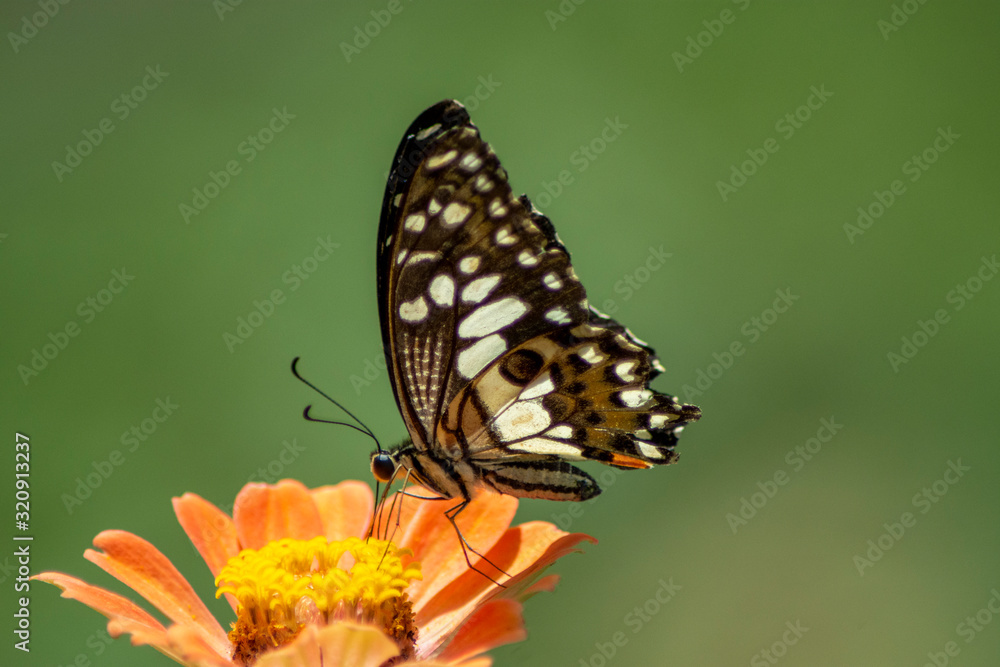 Obraz premium Butterfly flying Wild flowers of clover and butterfly in a meadow in nature in the rays of sunlight in summer in the spring close-up of a macro. A picturesque colorful artistic image with a soft focus