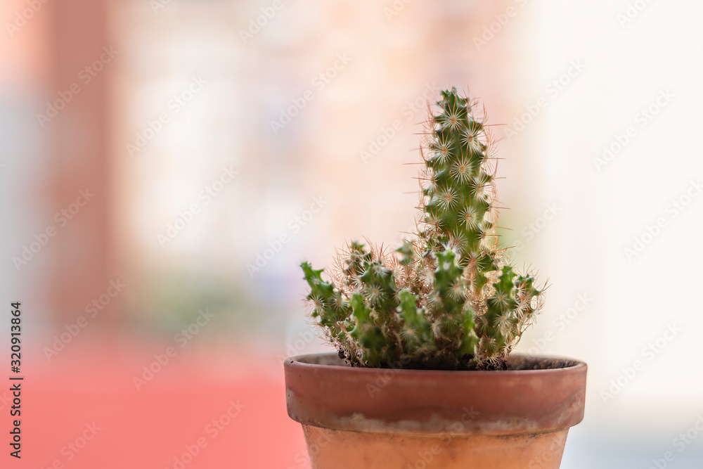 potted cactus with unfocused background