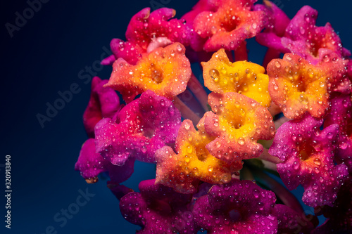 Closeup of Trumpet Flowers © AEcheva Photo