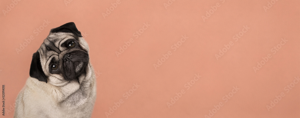 banner with cute pug puppy dog, sitting down, listening while tilting head, in front of lush lava orange wall background - obrazy, fototapety, plakaty 
