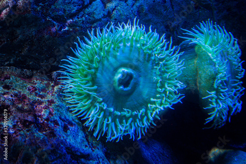 Beautiful algae and corals with bright colorful fish in the aquarium.