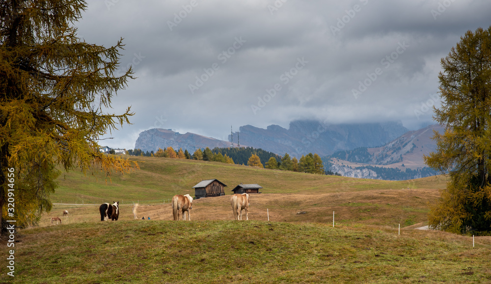 Horses at the fields of the beautiful Alpe di siusi Seiser Alm in the dolomites Italy Horses at the fields of the beautiful Alpe di siusi Seiser Alm in the dolomites Italy