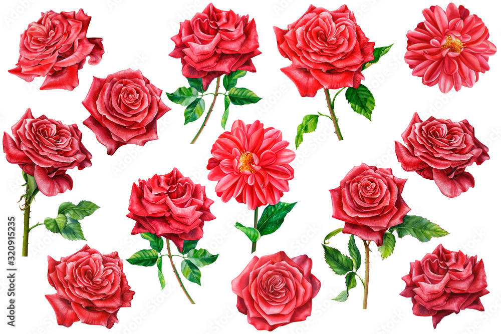 set of red roses and dahlias on a white background, watercolor illustration, botanical painting, beautiful flowers, holiday Valentine's Day set of red roses and dahlias on a white background, watercolor illustration, botanical painting, beautiful flowers, holiday Valentine's Day