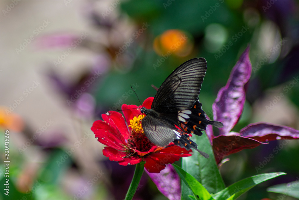 Butterfly flying Wild flowers of clover and butterfly in a meadow in nature in the rays of sunlight in summer in the spring close-up of a macro. A picturesque colorful artistic image with a soft focus Butterfly flying Wild flowers of clover and butterfly in a meadow in nature in the rays of sunlight in summer in the spring close-up of a macro. A picturesque colorful artistic image with a soft focus