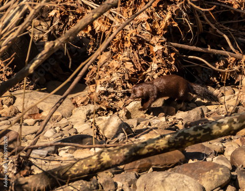 Fisher on creek bank serching for young