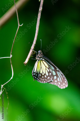 Ceylon blue glassy tiger butterfly photo