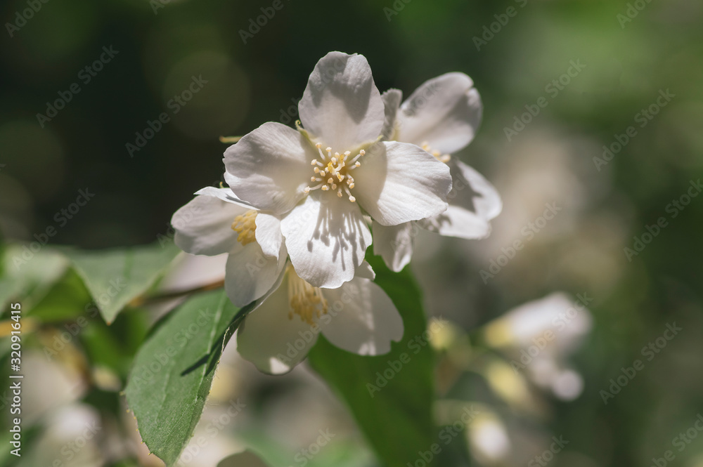 Philadelphus coronarius sweet mock-orange white flowers in bloom on shrub branches, flowering English dogwood ornamental plant Philadelphus coronarius sweet mock-orange white flowers in bloom on shrub branches, flowering English dogwood ornamental plant