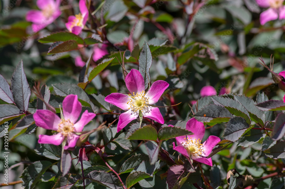 Rosa glauca rubrifolia red-leaved rose in bloom, beautiful ornamental redleaf flowering deciduous shrub, spring flowers