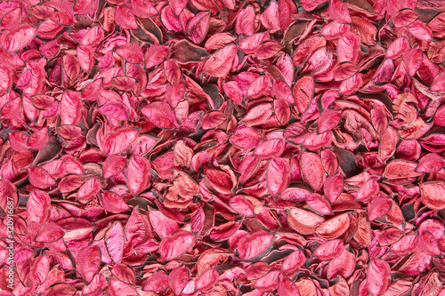 Background covered with pink and coral leaves