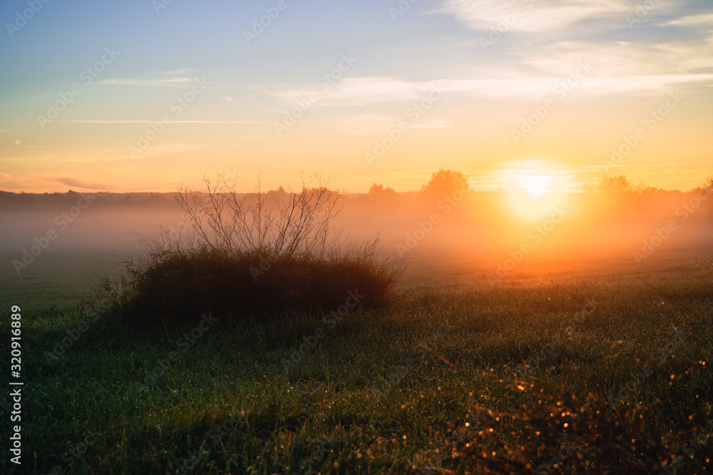 Sun rising in a foggy field with small bushes