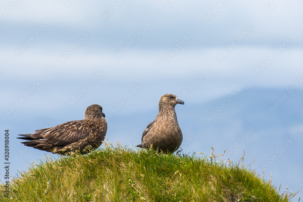 The great skua bird sitting on grass on Ingolfshofdi cape in Iceland The great skua bird sitting on grass on Ingolfshofdi cape in Iceland