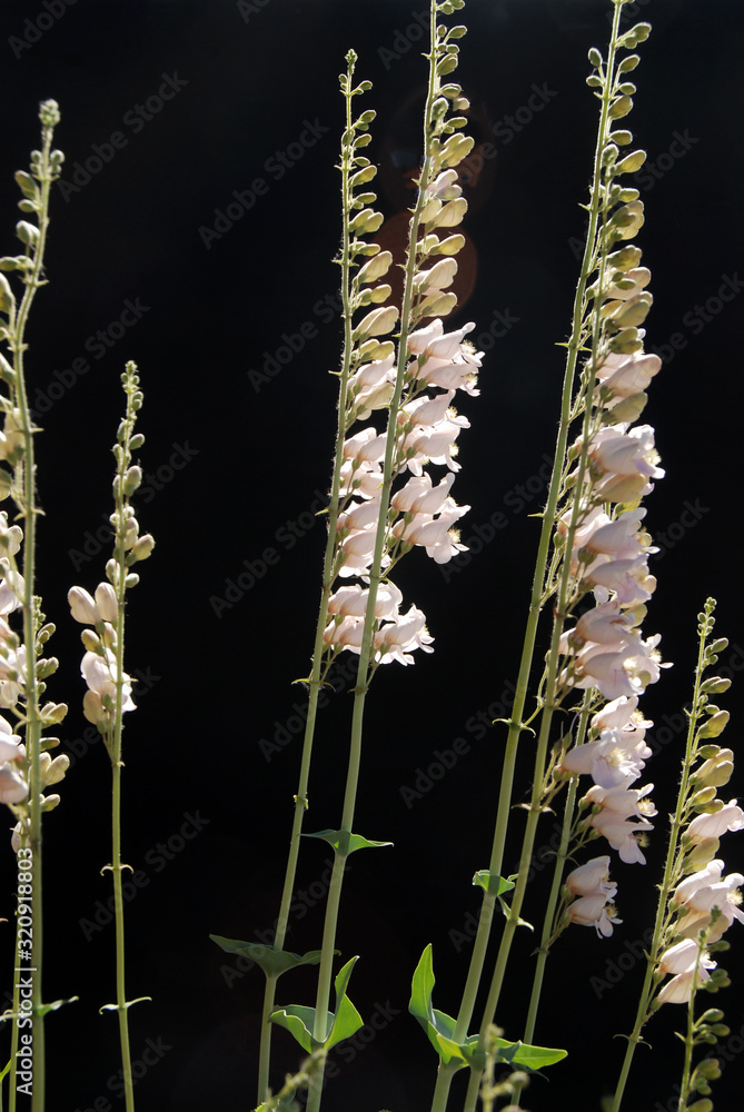 tall white lupine flower illuminated in front of black background