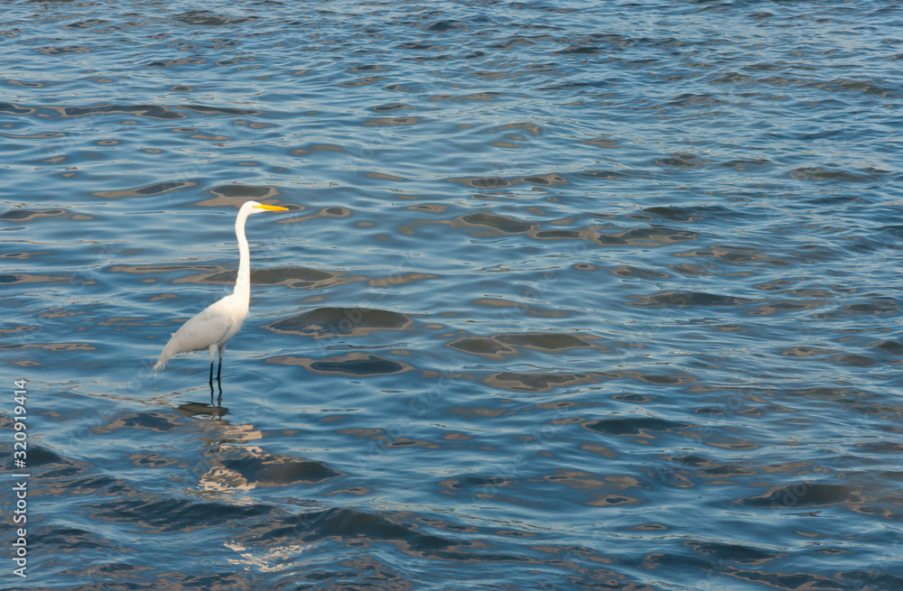 Obraz premium egret in water