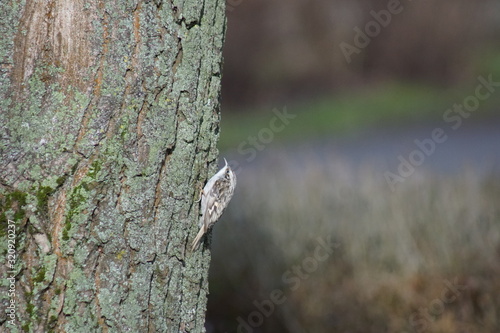 Fototapeta Naklejka Na Ścianę i Meble -  Pełzacz ,ptak Pełzacz ,ptak na drzewie ,Pełzacz Leśny