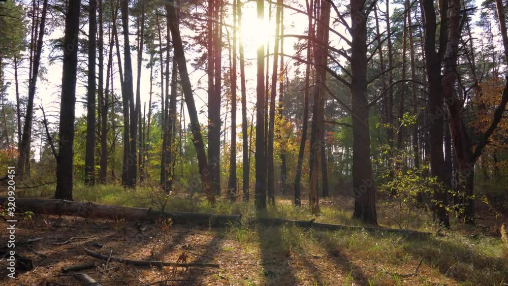 Movement from a height aerial along in beautiful autumn pine wild forest during evening sunset. 4K footage. Movement from a height aerial along in beautiful autumn pine wild forest during evening sunset. 4K footage.
