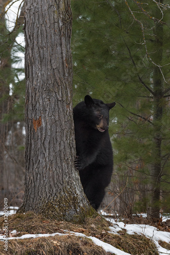 Black Bear (Ursus americanus) Looks Around Side of Tree Winter