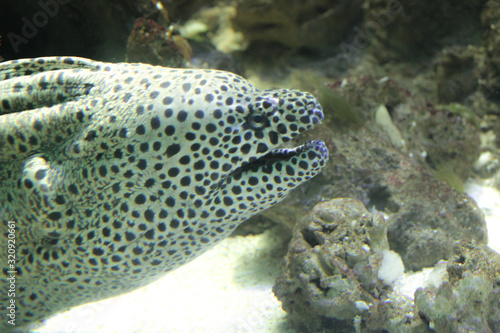 Muraena pavonina is a species of large eels