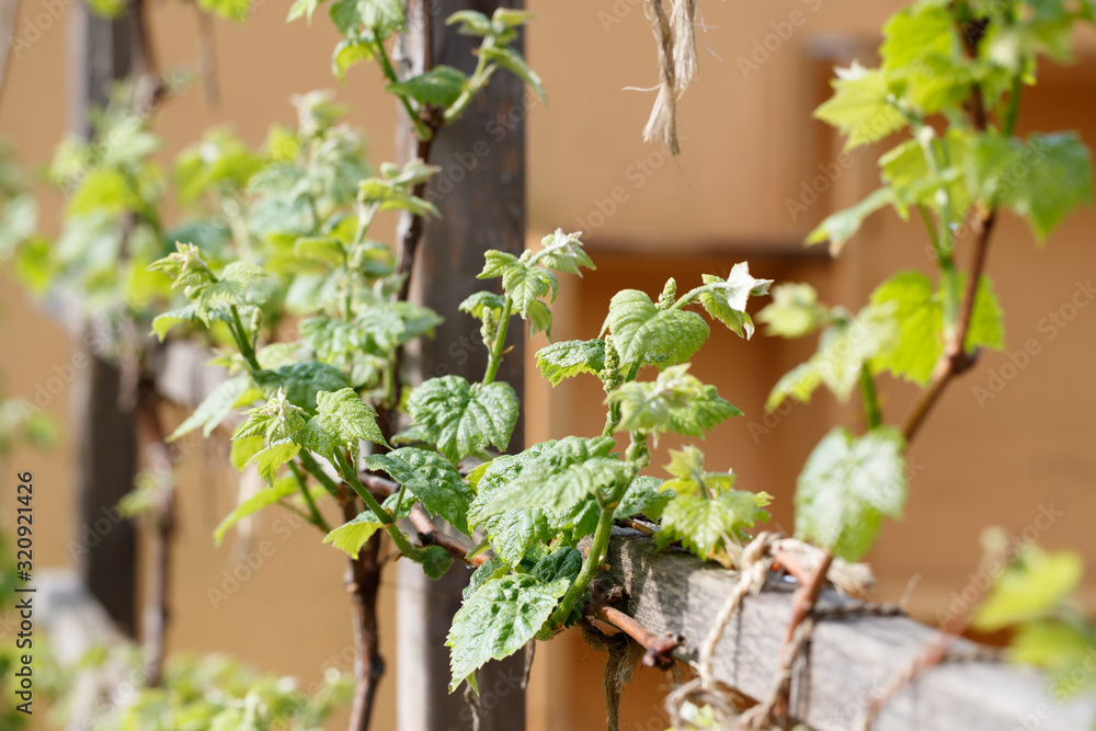 young grape branches with leaves (Vitis vinifera) tied to wooden espalier in the early spring in the sunshine young grape branches with leaves (Vitis vinifera) tied to wooden espalier in the early spring in the sunshine