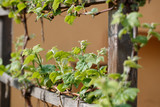 young grape branches with leaves (Vitis vinifera) tied to wooden espalier in the early spring in the sunshine