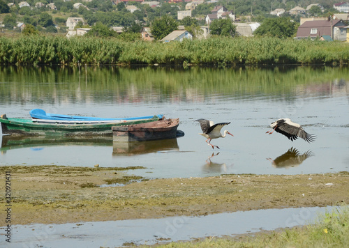 White storks are taking off after search of food near human settlement by the River Inhul, Ukraine photo