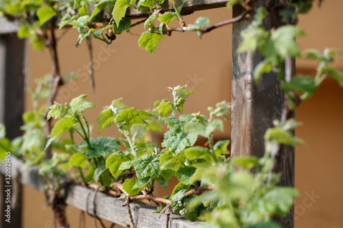 young grape branches with leaves (Vitis vinifera) tied to wooden espalier in the early spring in the sunshine