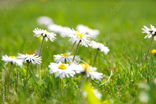 tiny daisy flowers (Bellis perennis) reaching out to the sun against a green grass background