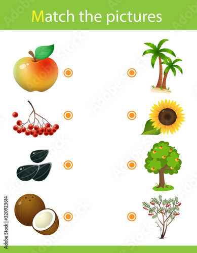 Matching game, education game for children. Puzzle for kids. Match the right object. Plants and their fruits. Sunflower, mountain ash, apple tree,  palm tree.