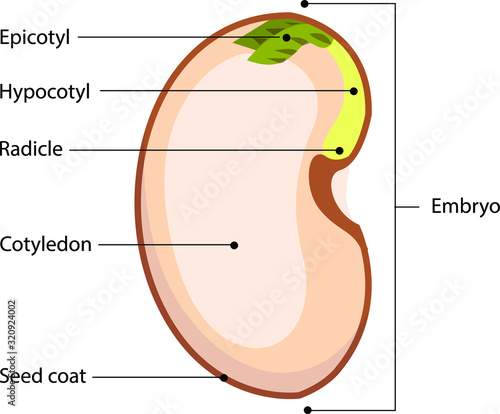 Vector illustration of a schematic presentation of a seed. Detailed seed anatomy diagram with labeled parts. photo